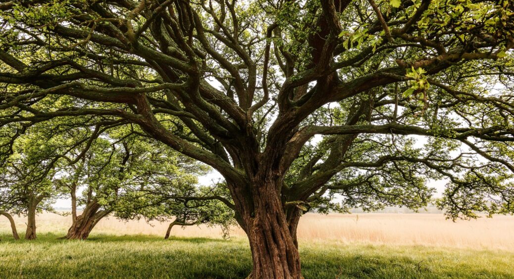 Побачила чорні гілки й злякалась: виявилось, це добре – означає, що препарат спрацював на 100% 