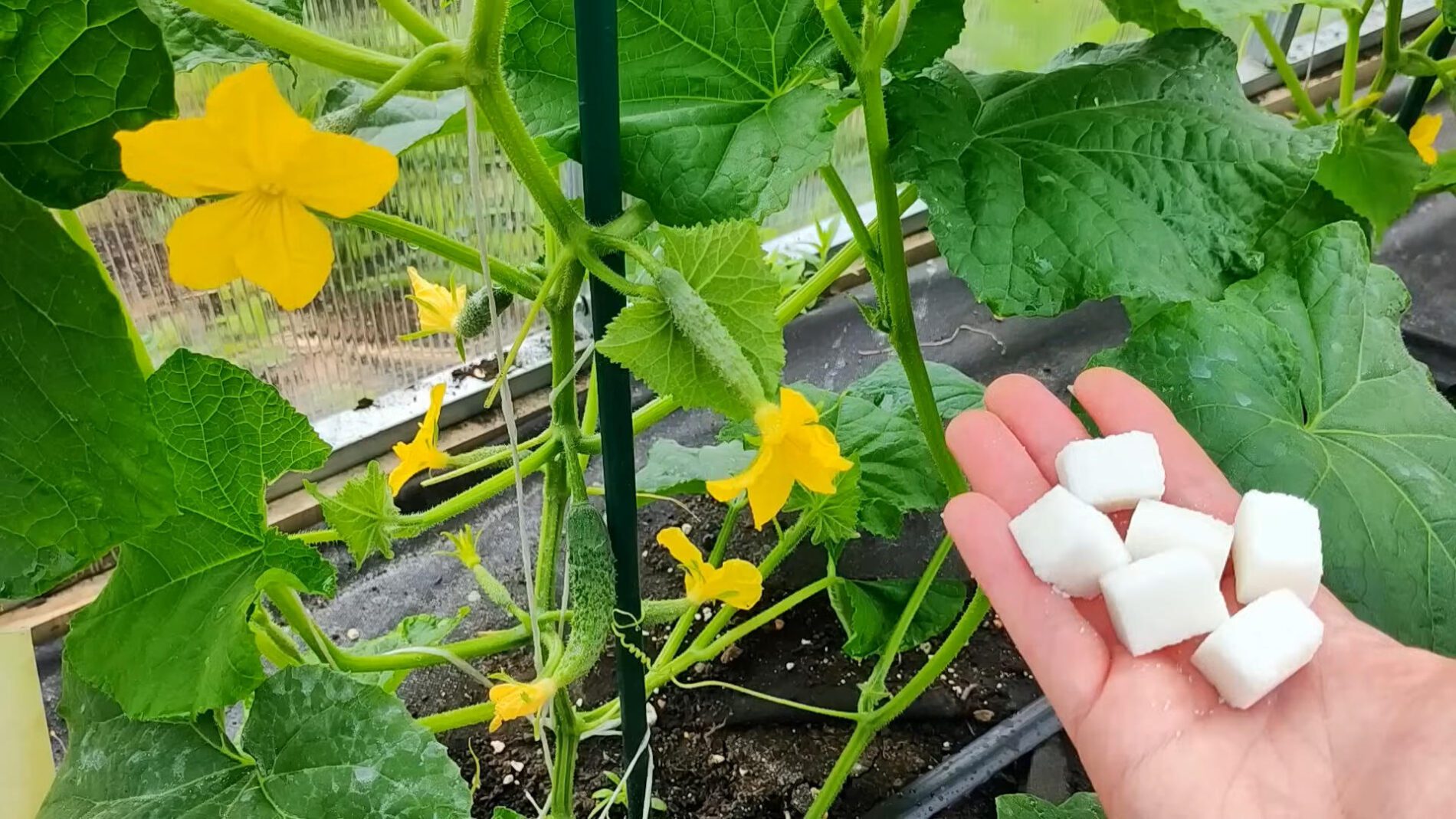 Агрономи назвали найкраще літнє підживлення для огірків