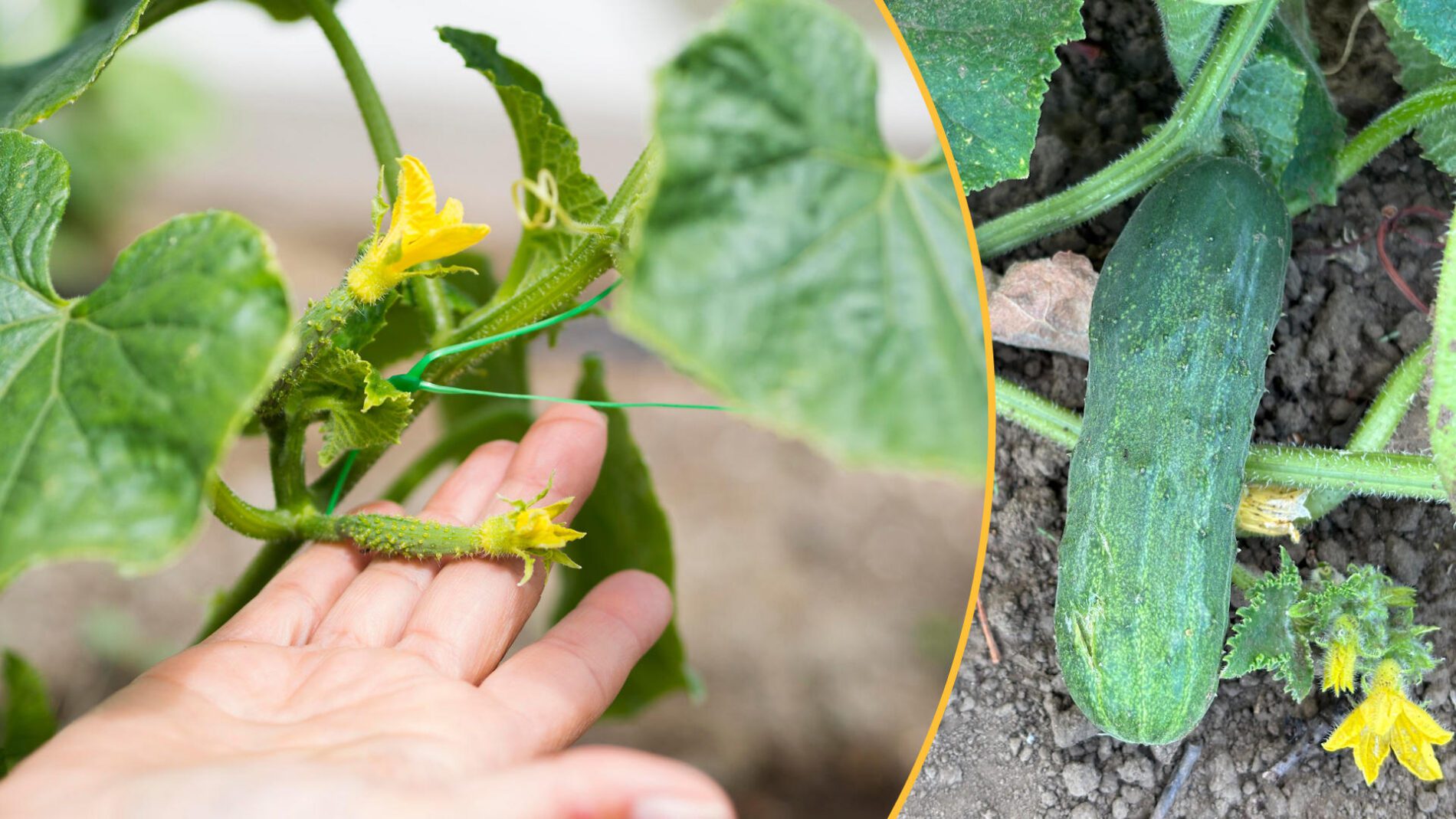 Агрономи назвали найкраще літнє підживлення для огірків