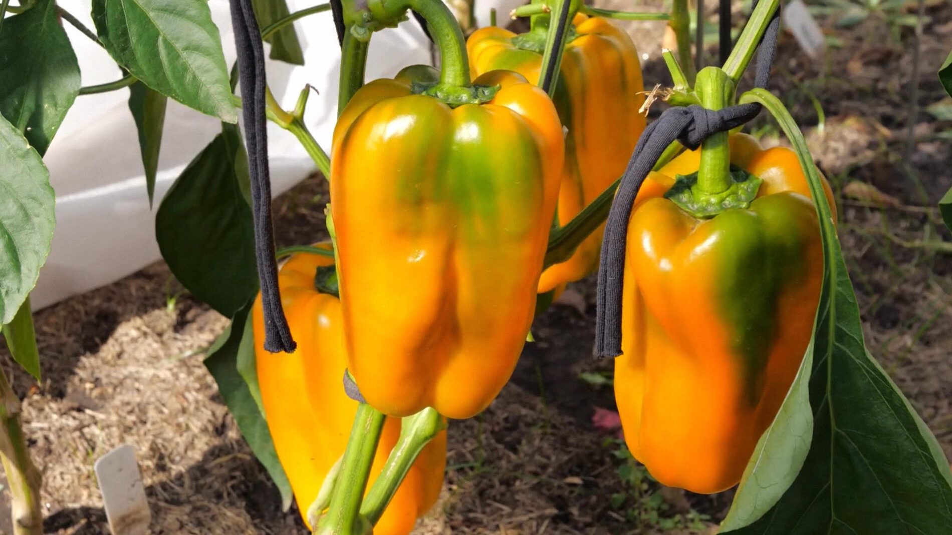 Дачники порадили найкраще добриво для серпневого підживлення перцю