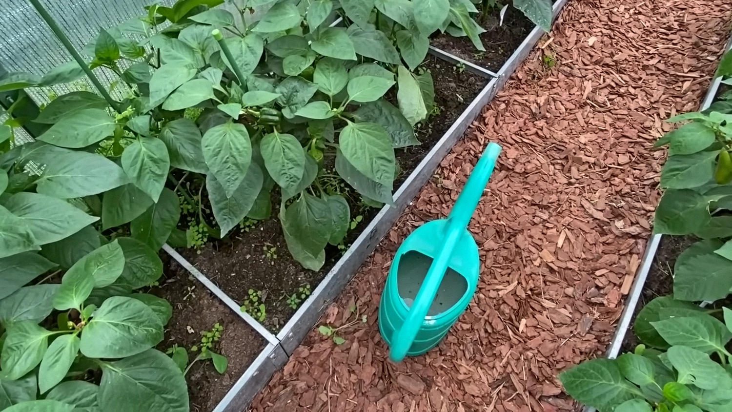 Дачники порадили найкраще добриво для серпневого підживлення перцю