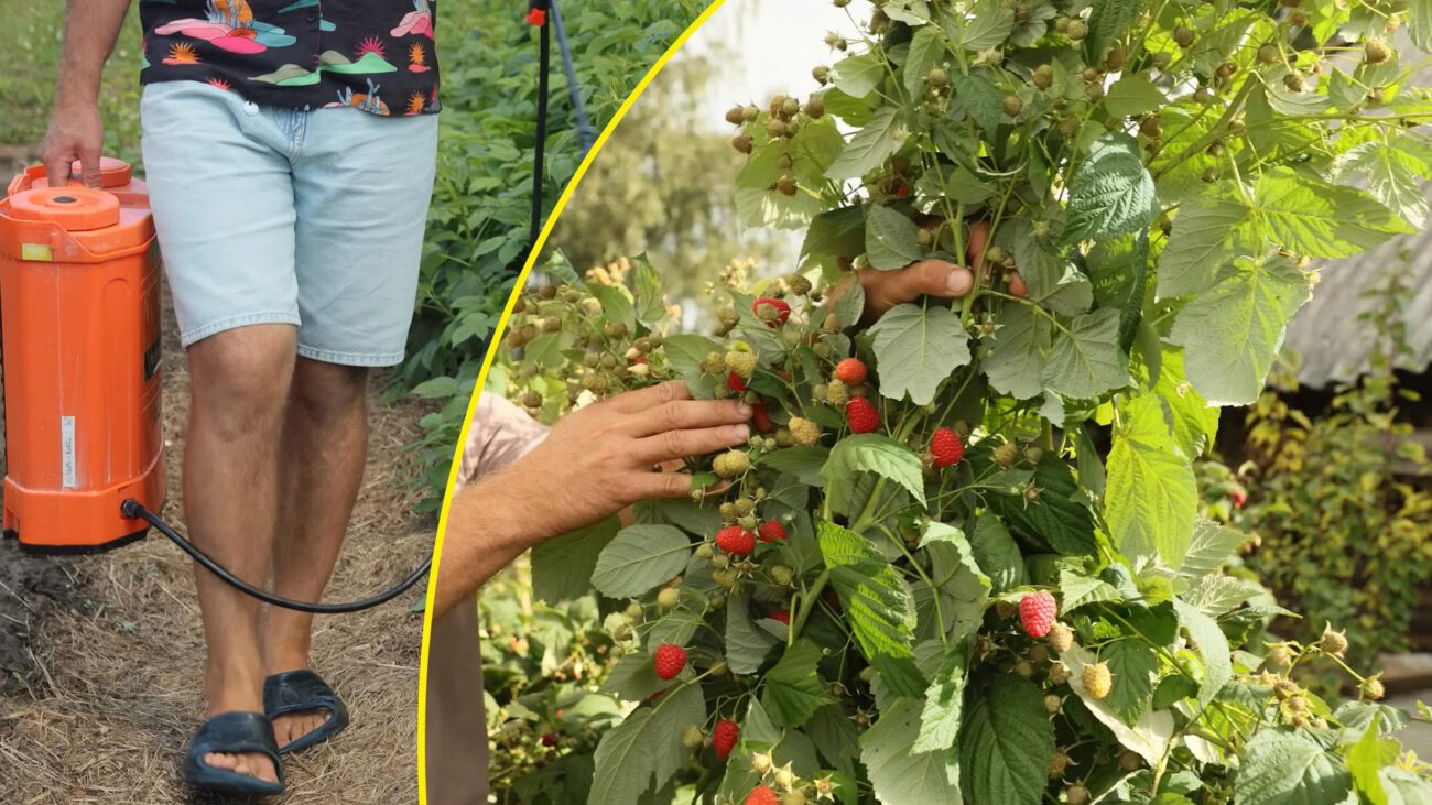 Садівники розповіли про правильний догляд за ремонтантною малиною у серпні