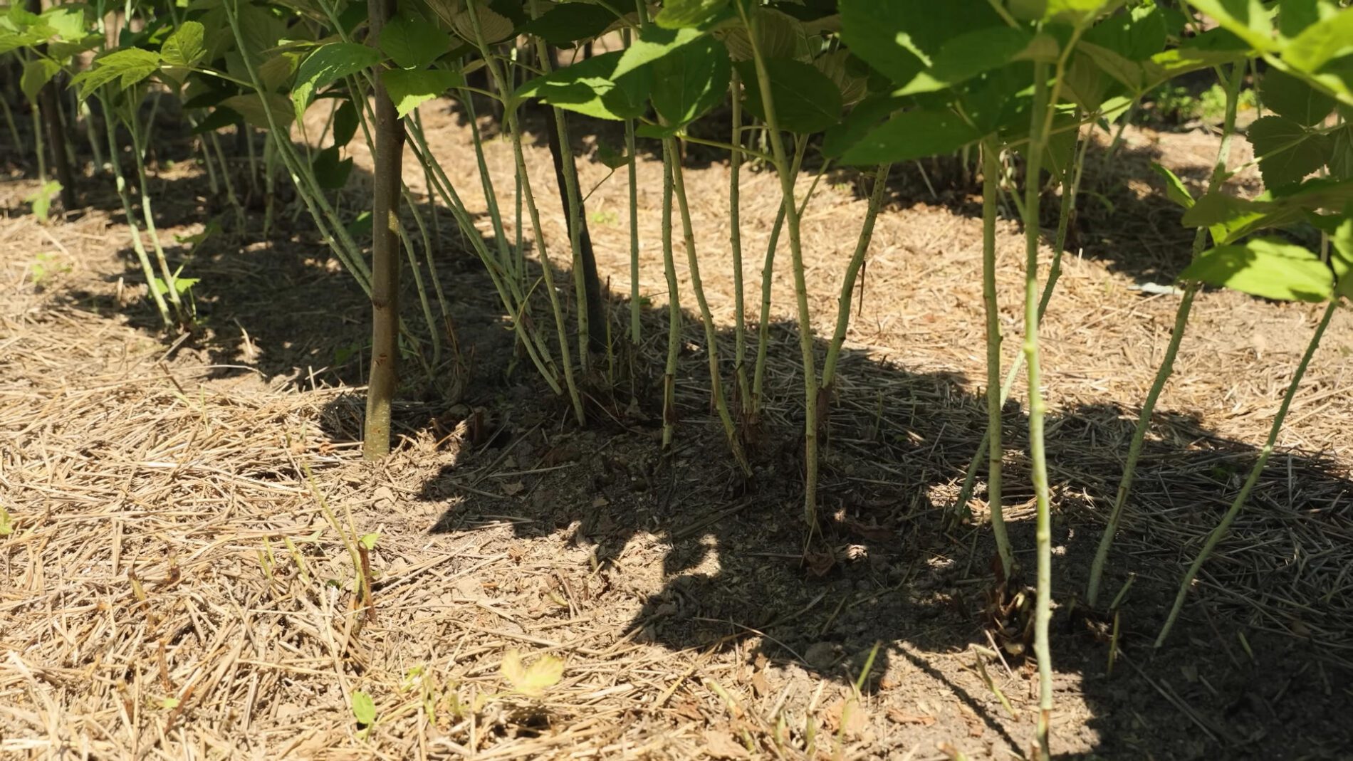 Садівники розповіли про правильний догляд за ремонтантною малиною у серпні