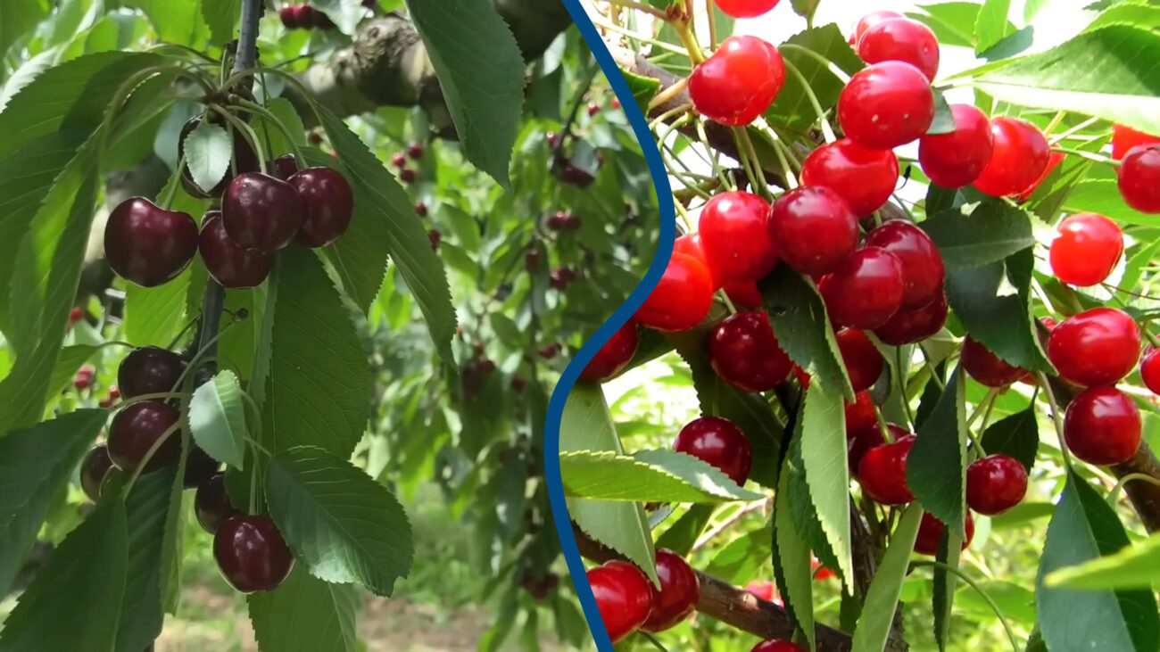 Агрономи пояснили, яку серпневу обробку треба зробити для вишень і черешень