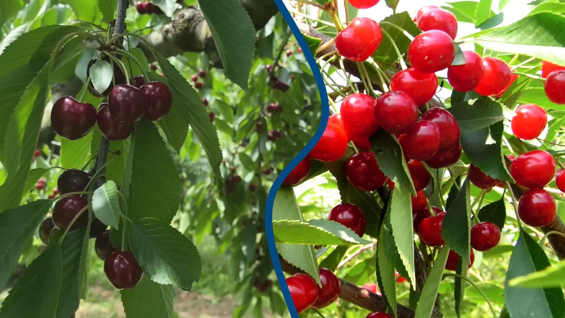 Агрономи пояснили, яку серпневу обробку треба зробити для вишень і черешень