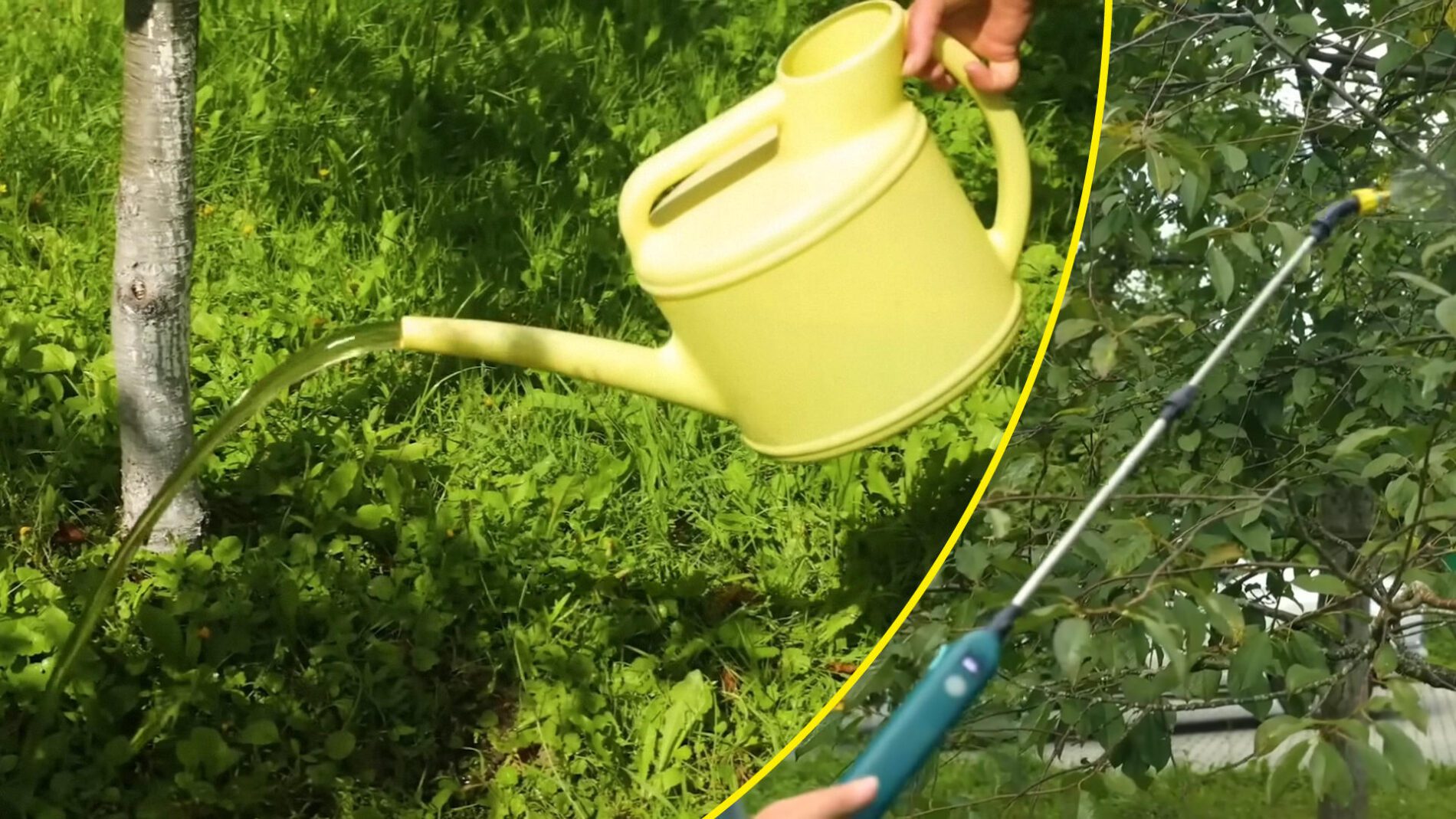 Садівники розповіли, як доглядати за вишнею та черешнею наприкінці літа