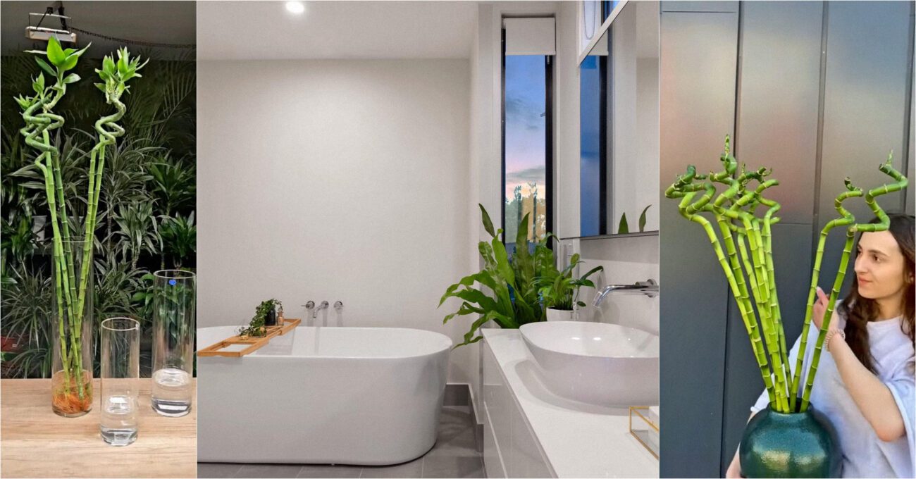 Квітникарі назвали найкращу кімнатну рослину для приміщень, де мало світла