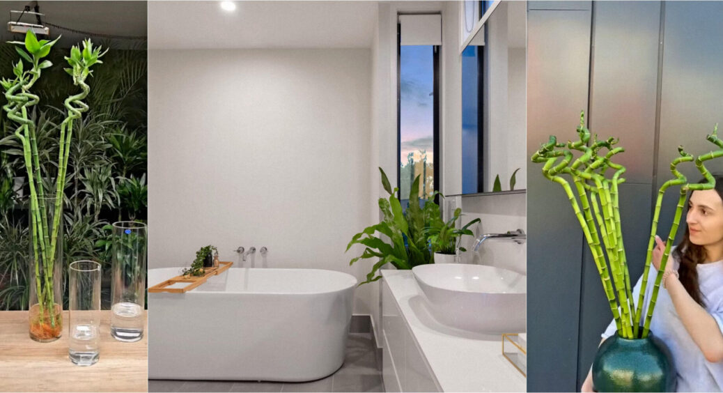 Драцена Сандера — оригінальна кімнатна рослина, яку можна вирощувати навіть там, де зовсім немає вікон 