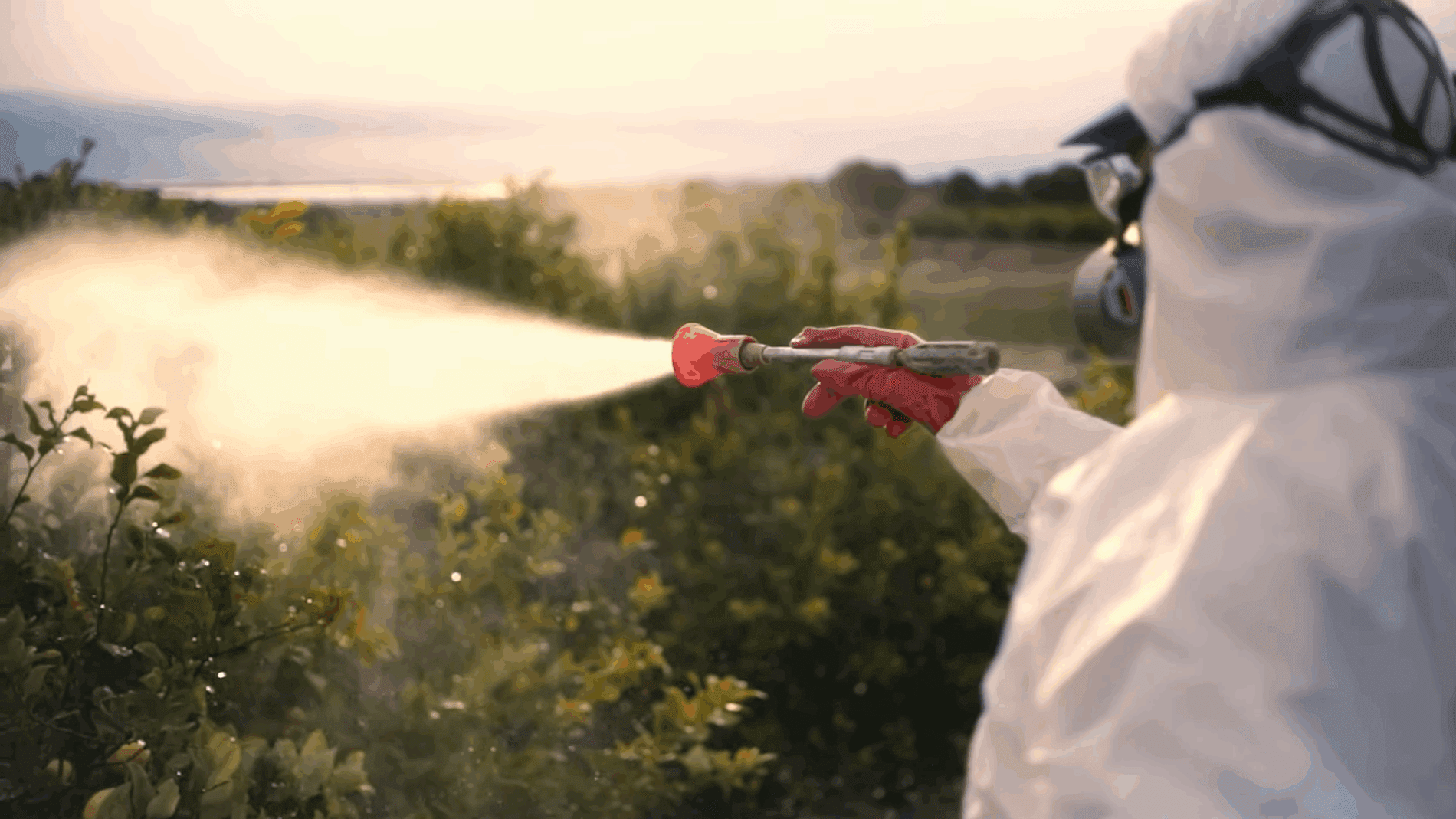 Експерти розповіли, як боротися з самшитовою вогнівкою