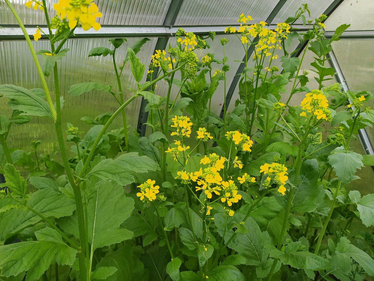 Експерти розповіли, які сидерати найкраще оновлюють ґрунт без використання добрив та хімії