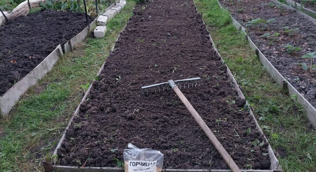 Перекопувати сидерати чи ні – ми спробували обидва варіанти, і на суглинках різниця відчутна одразу 