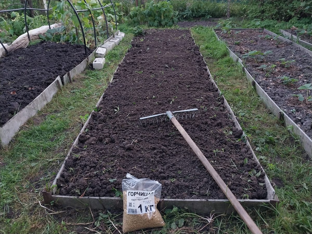 Експерти розповіли, які сидерати найкраще оновлюють ґрунт без використання добрив та хімії