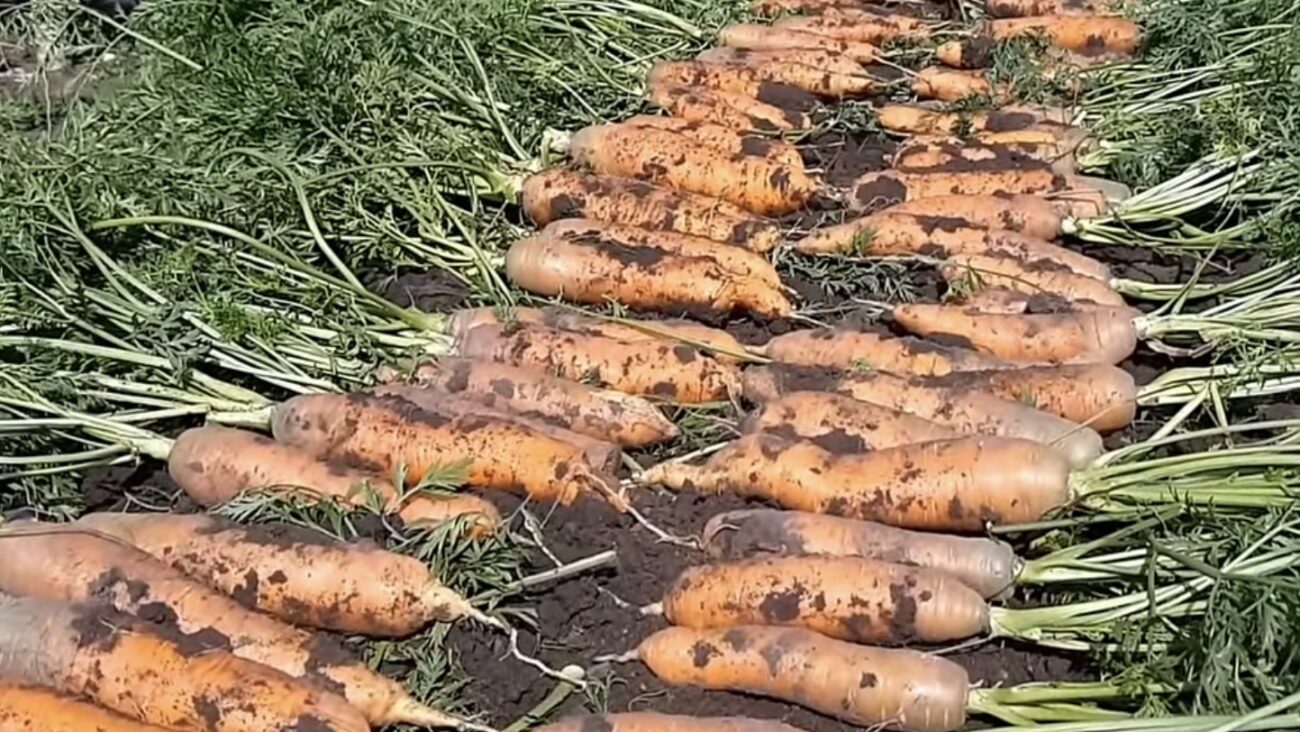 Городники розповіли, чим підживити моркву, щоб вона виросла крупною 