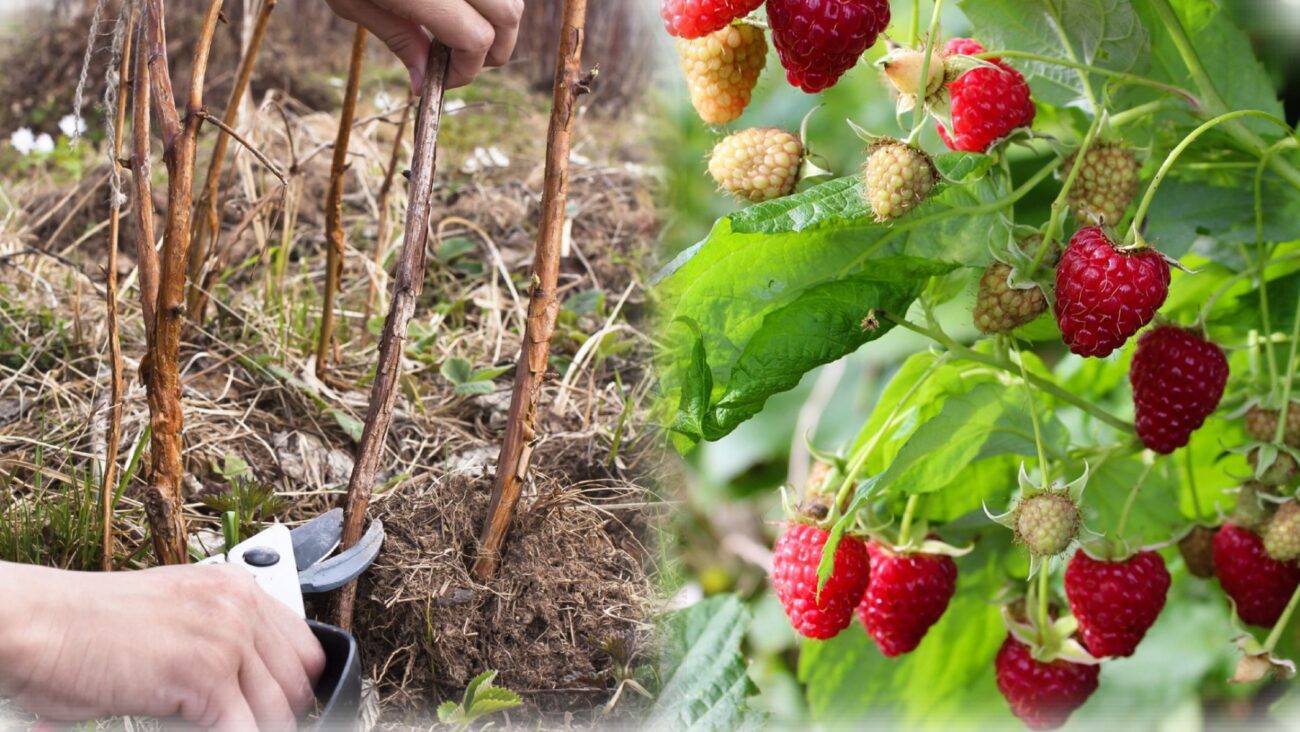 Городники розповіли, чим підживити малину, щоб ягоди були крупними 