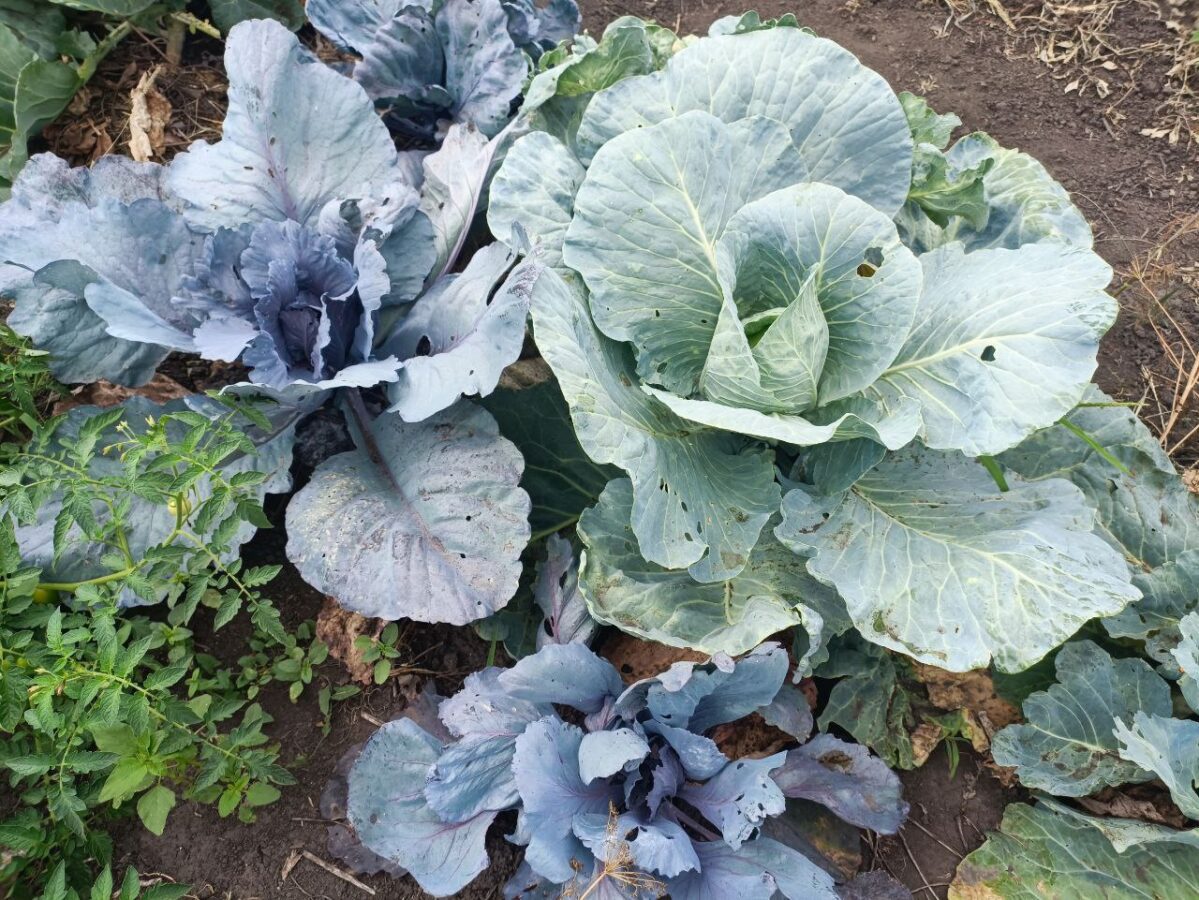 Городники розповіли, як стимулювати капусту вʼязати качани 