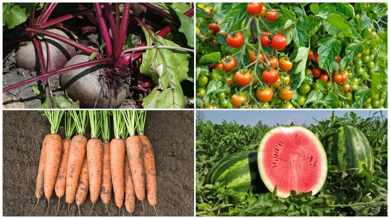 Городники розповіли, які овочі на городі не можна поливати 