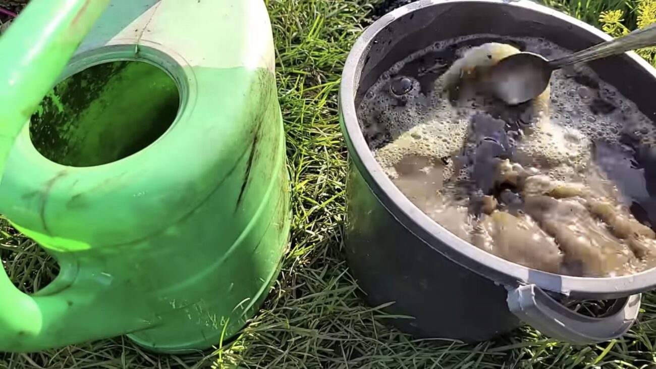 Городники розповіли, як приготувати універсальний розчин і від грибка, і для підживлення 