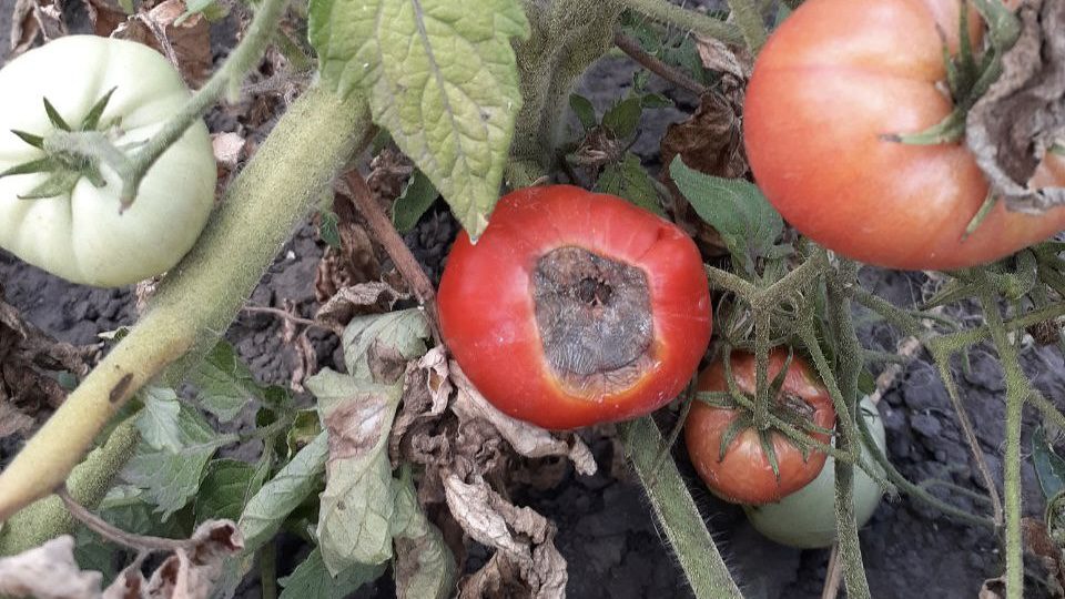 Городники розповіли, чим обробляти томати від вершинної гнилі 