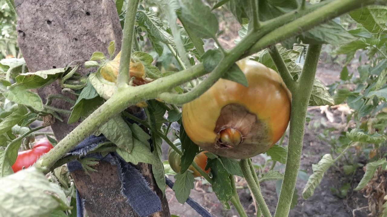 Городники розповіли, чим обробляти томати від вершинної гнилі 