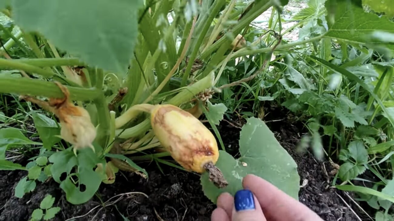 Городники розповіли, що робити з кабачками, якщо вони почали гнити на кущі Городники розповіли, що робити з кабачками, якщо вони почали гнити на кущі