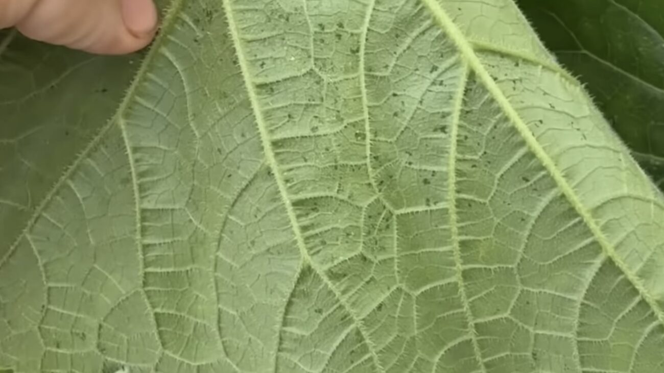 Городники розповіли, як обробити листя огірків від павутинного кліща Городники розповіли, як обробити листя огірків від павутинного кліща