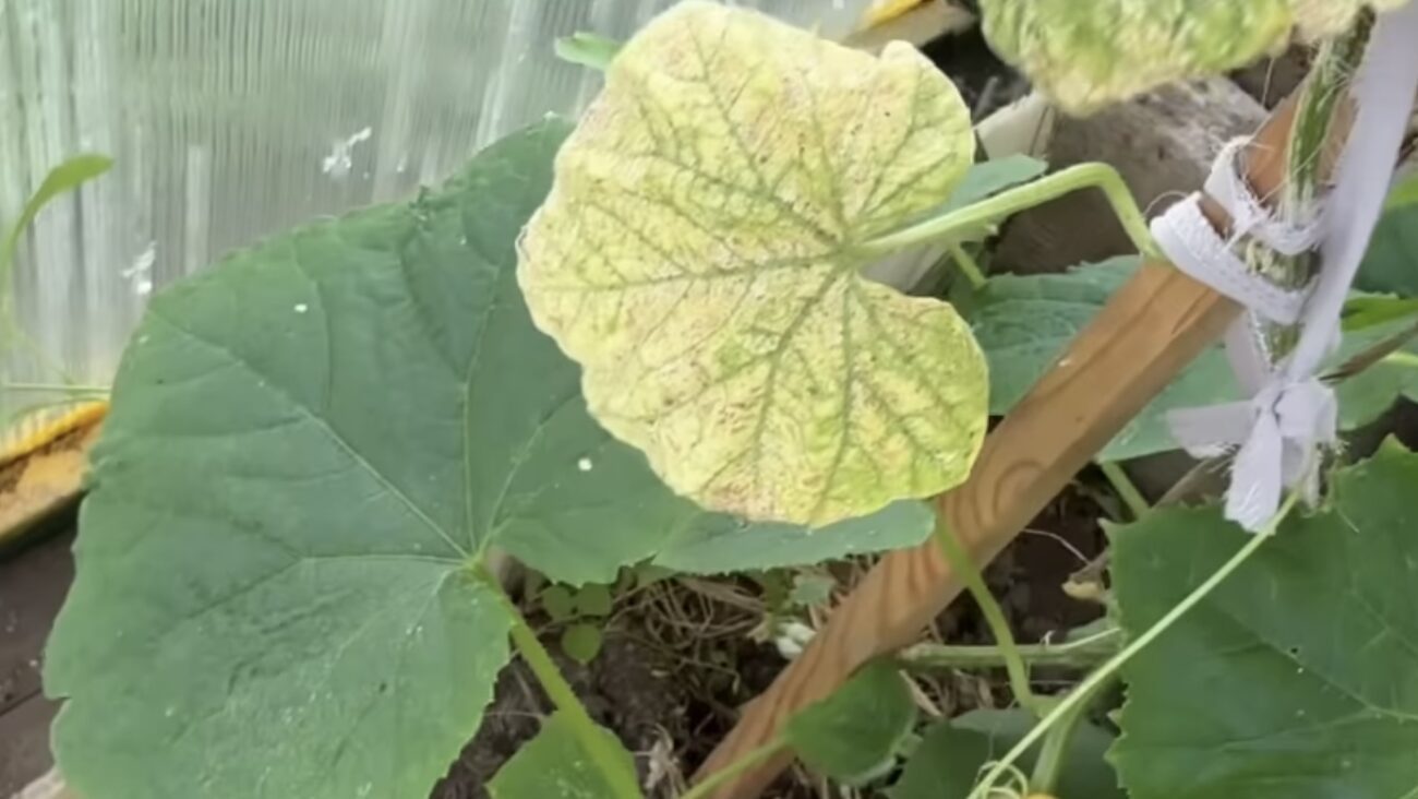 Городники розповіли, як обробити листя огірків від павутинного кліща Городники розповіли, як обробити листя огірків від павутинного кліща