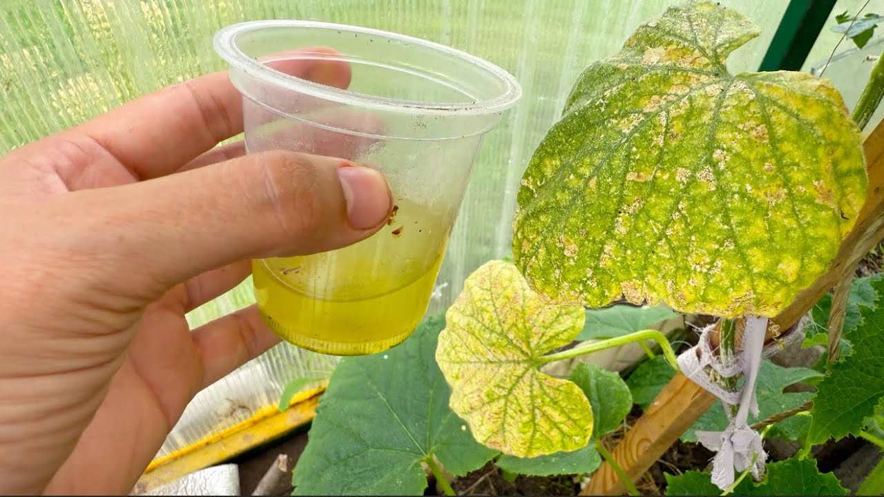 Городники розповіли, як обробити листя огірків від павутинного кліща 