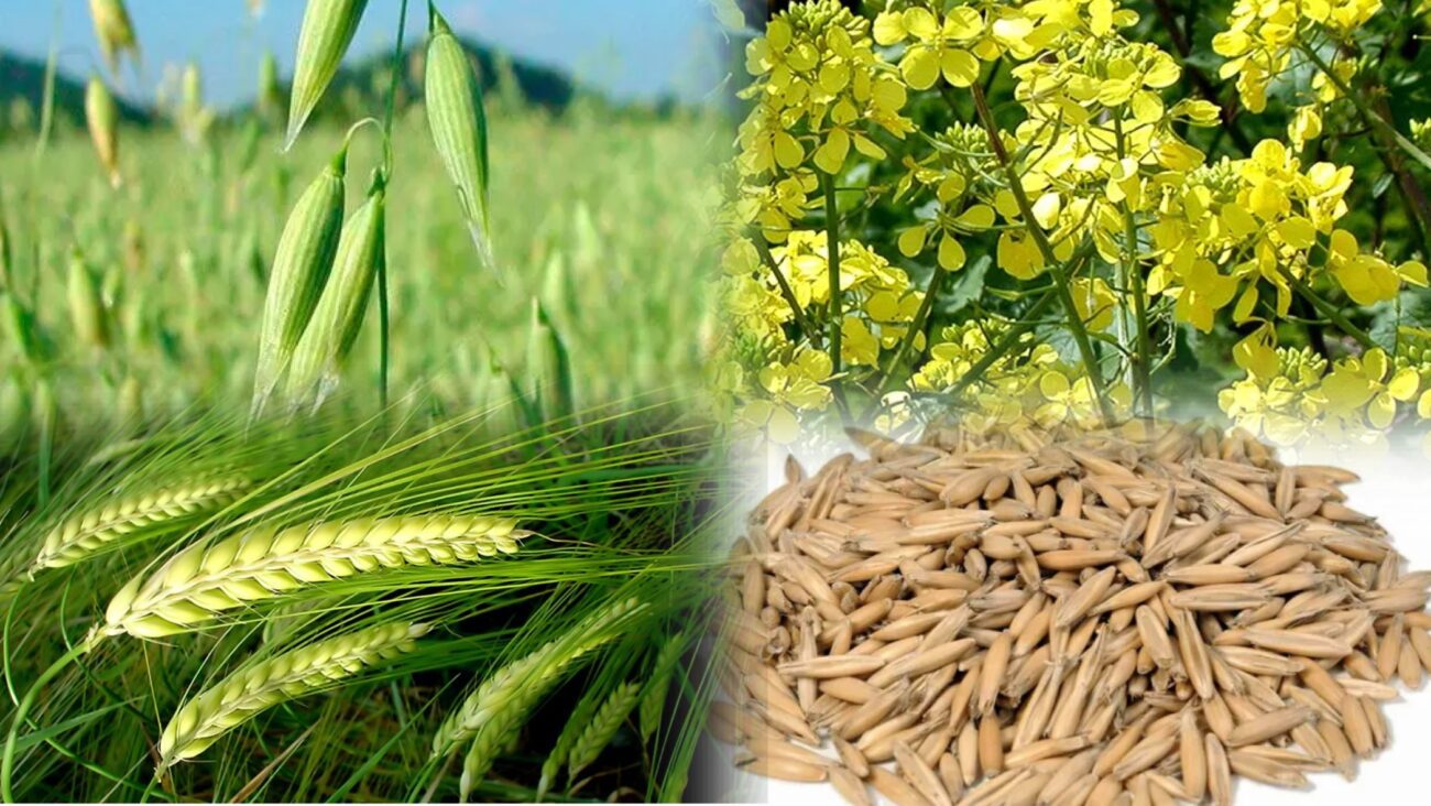 Городники розповіли, які сидерати висіяти восени для покращення родючості