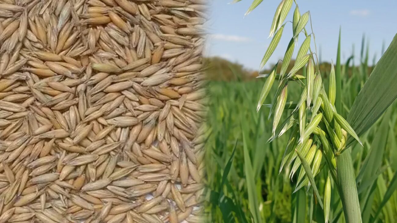 Городники розповіли, які сидерати садити після овочів і навіщо 