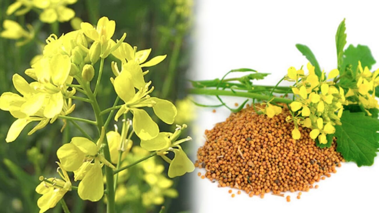 Городники розповіли, які сидерати садити після овочів і навіщо 