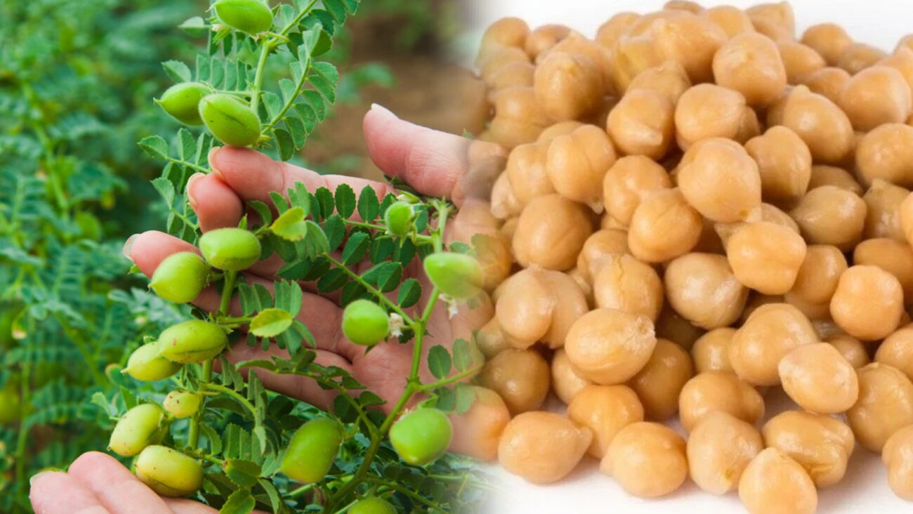 Городники розповіли, які сидерати садити після овочів і навіщо 