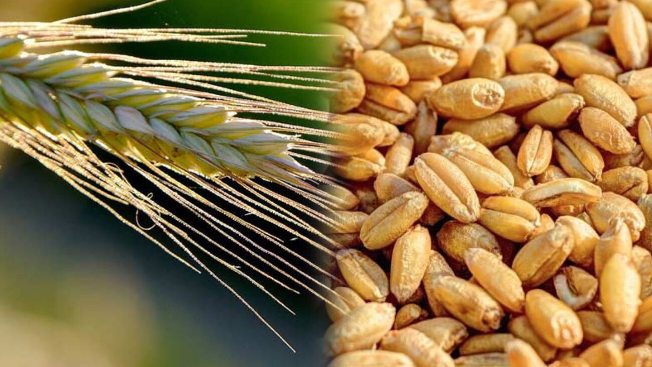 Городники розповіли, які сидерати садити після овочів і навіщо 