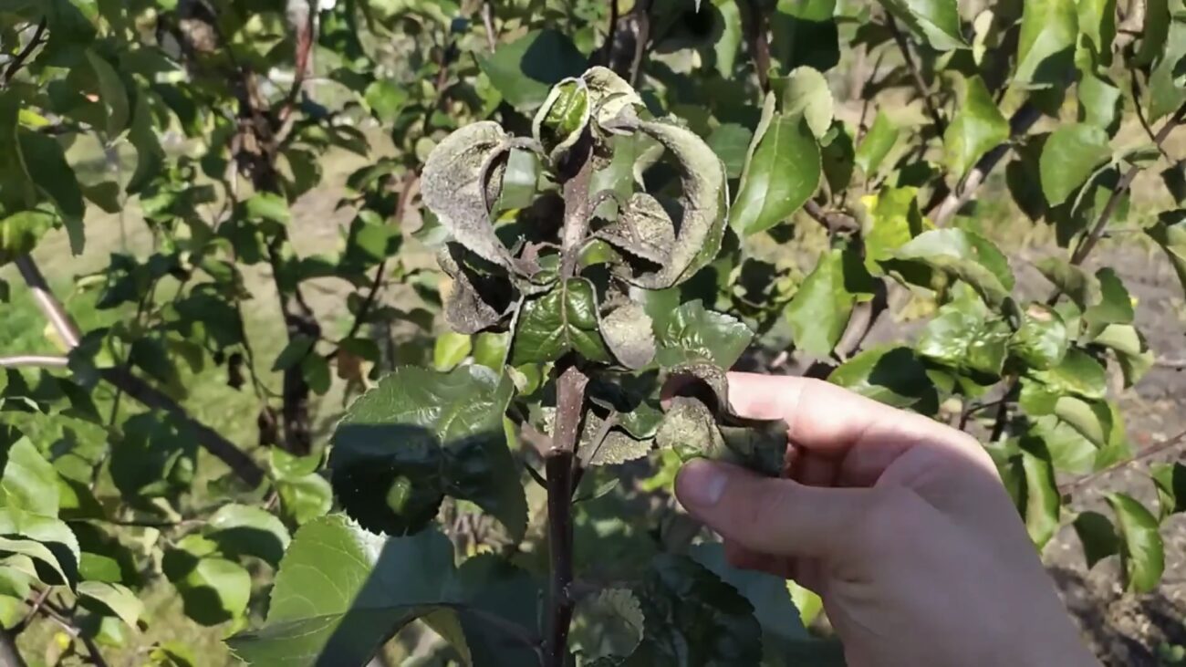 Садівники розповіли, як захистити молоді яблуні від сажистого грибка Садівники розповіли, як захистити молоді яблуні від сажистого грибка
