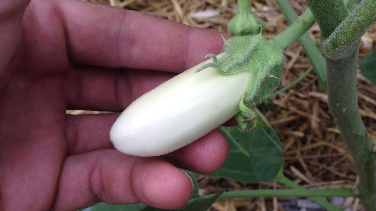 Городники розповіли, чим підживити баклажани, щоб вони активно росли 