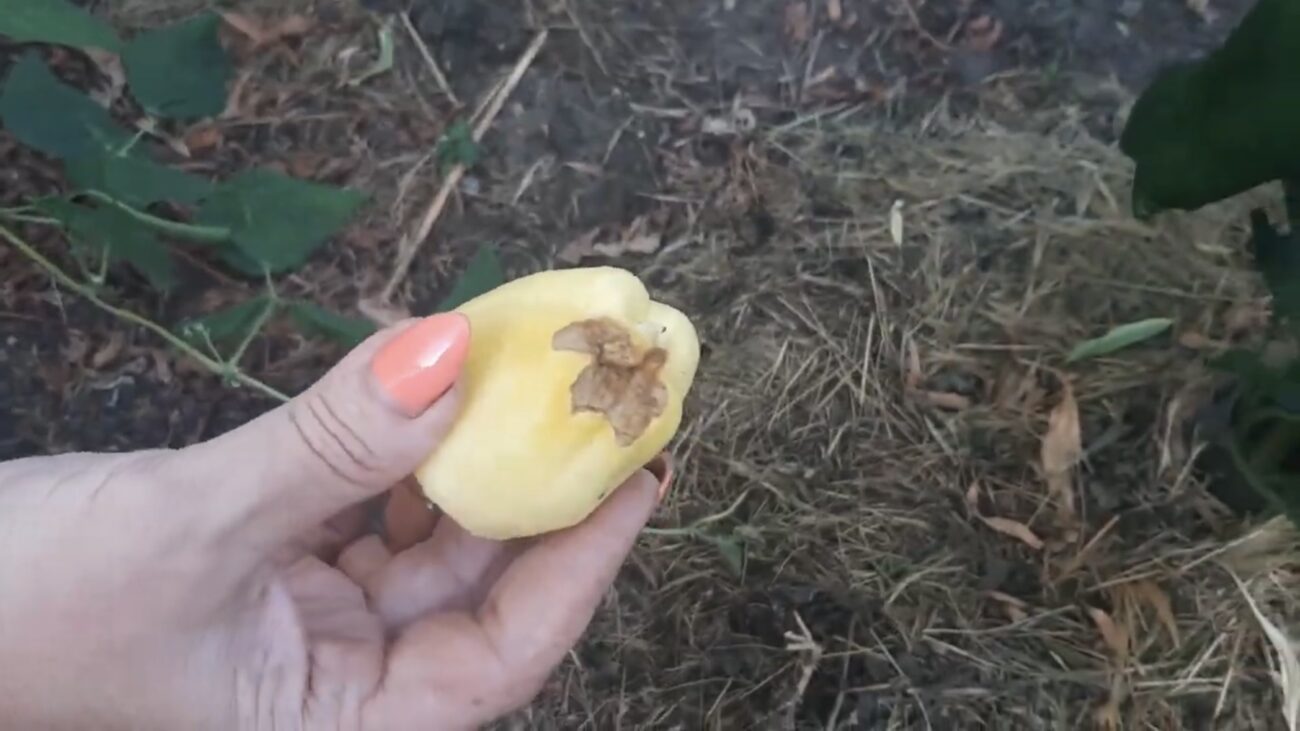 Городники розповіли, чим підживити перці, щоб вони не гнили на кущах 