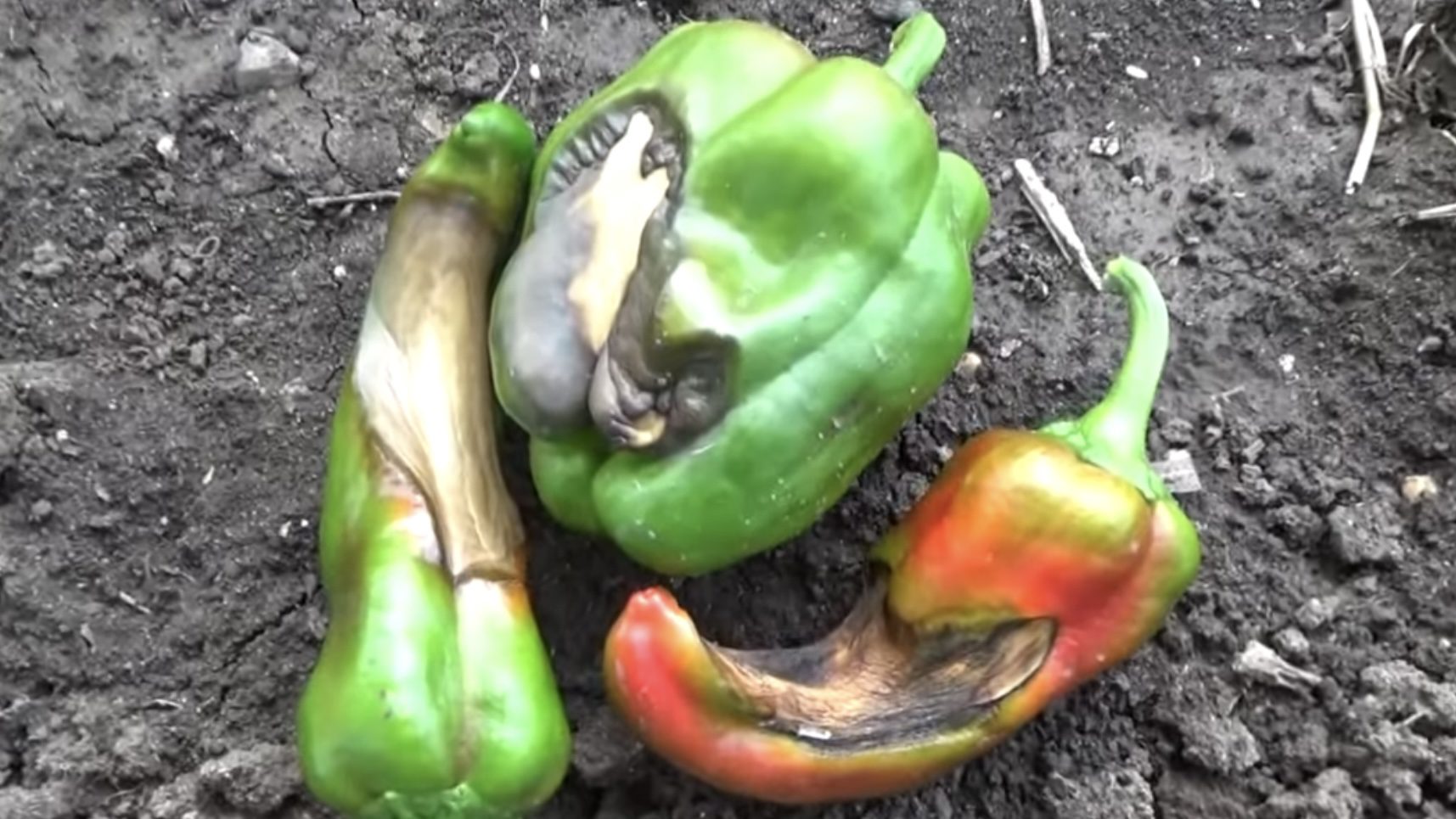 Городники розповіли, яке добриво дати перцям, коли зʼявляється вершинна гниль