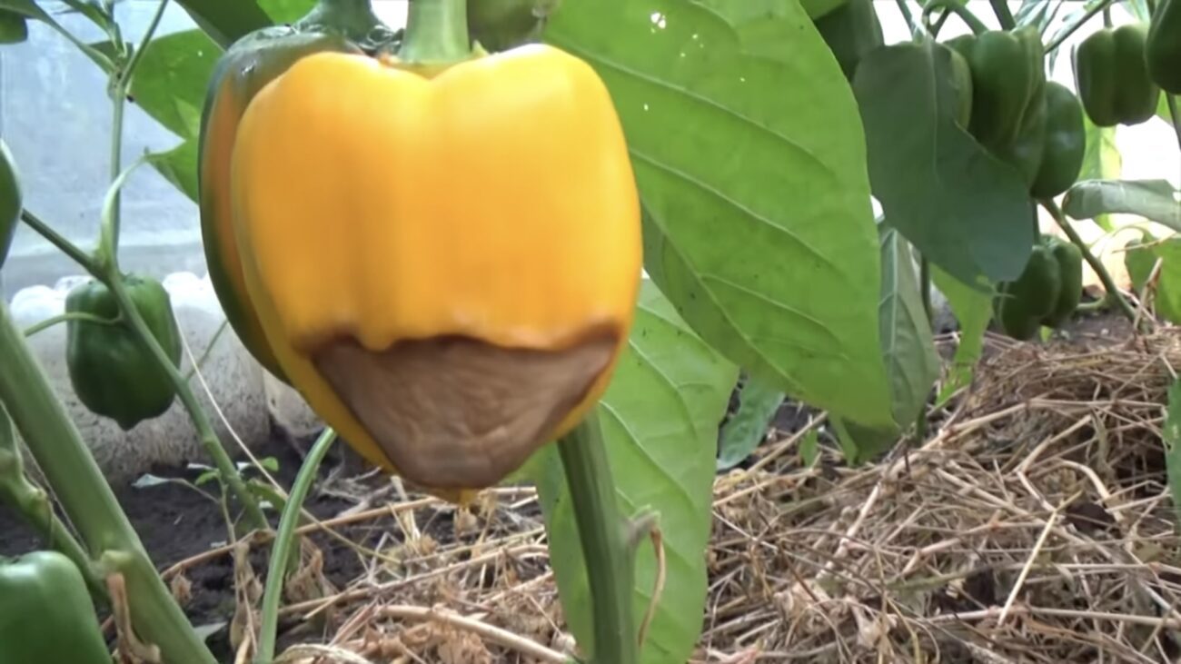 Городники розповіли, чим підживити перці, щоб вони не гнили на кущах 