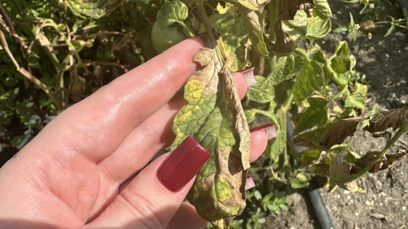 Городники розповіли, чим полити помідори, якщо жовтіє і сохне листя