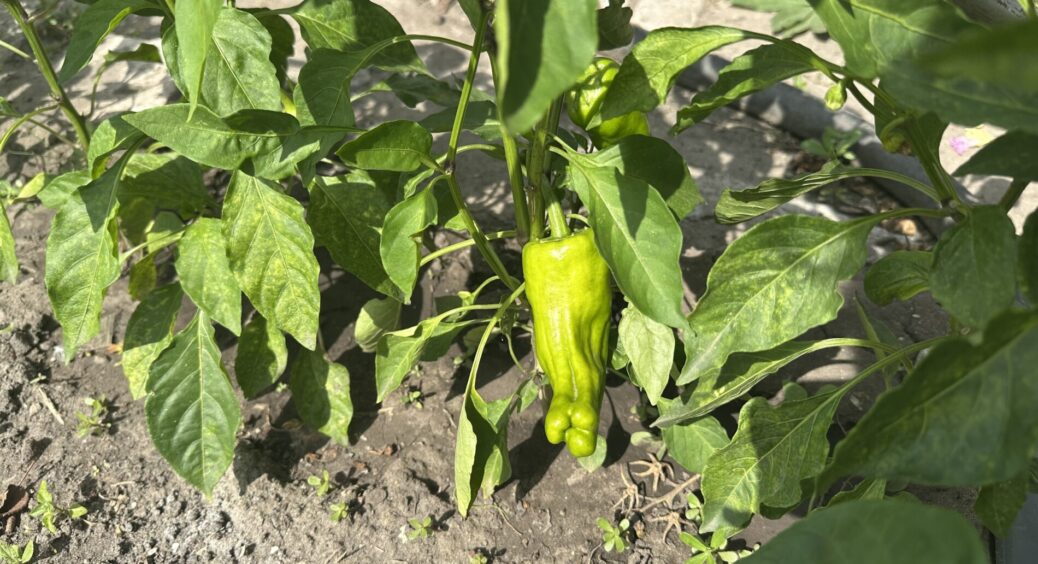 У серпні в перців 1 проблема і 1 рішення: бачу скручені плоди, беру 12 грамів на 10 л — і врожай мʼясистий 