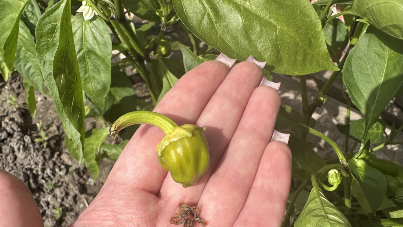 Городники розповіли, чим підживити перець, якщо він скидає завʼязь 
