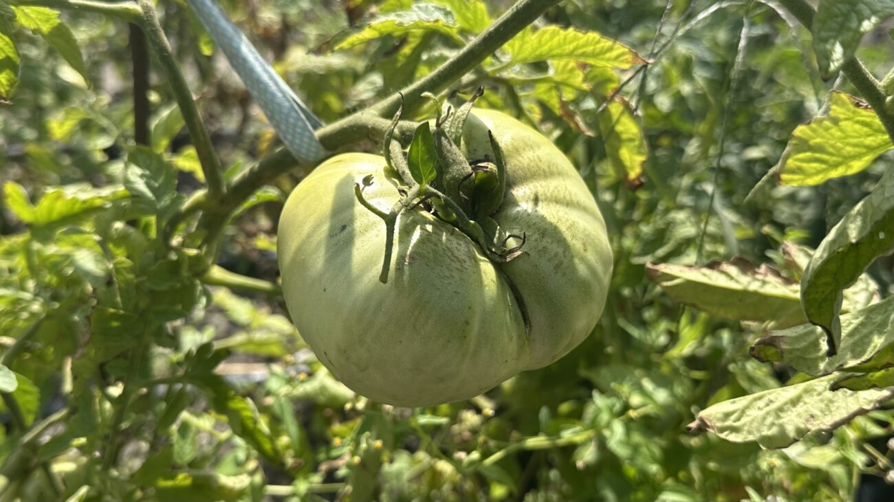 Городники розповіли, як добриво за 100 гривень збільшить втричі врожай томатів