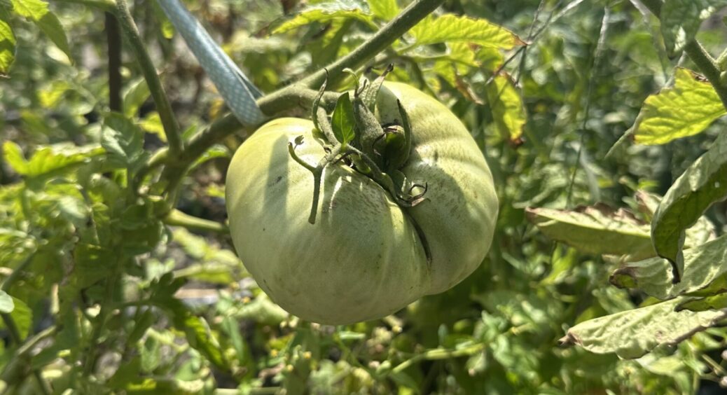 Томати “вимахали” більші за кулак, і справа не в сорті: через 2 тижні з моменту висадки полила 3 добривами 