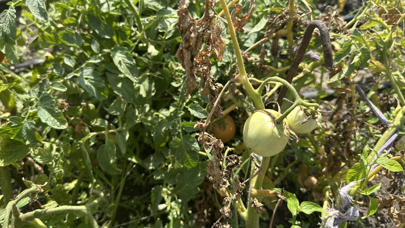 Городники розповіли, як підвищити родючість ґрунту 