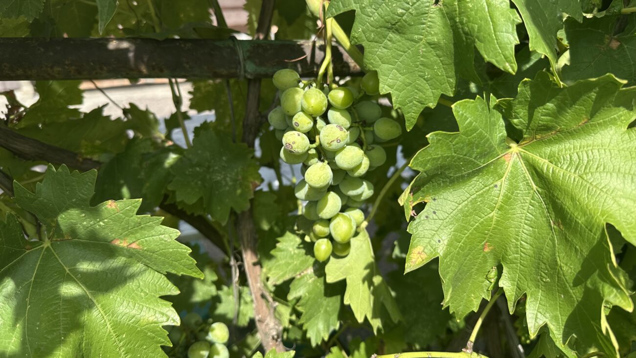 Городники розповіли, як правильно провести осінню обробку винограду