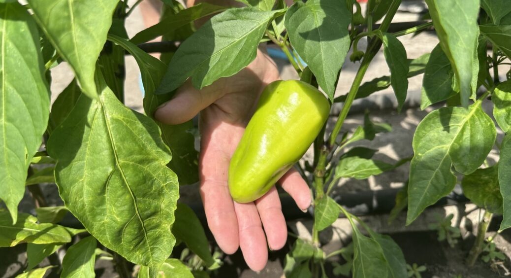 1 літр під перці: засиплють врожаєм і листочки не жовтітимуть. Ось чим підкормити, щоб дозріли за тиждень 