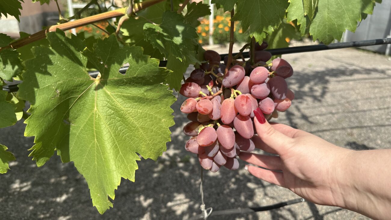 Городники розповіли, як підживити у серпні виноград 