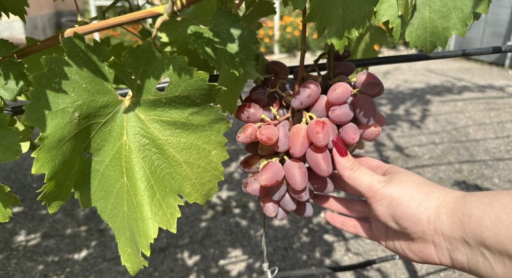 Обробила суперфосфатом по листу виноград — ягідки налилися за 2 доби: агроном сказав, скільки разів зробити 
