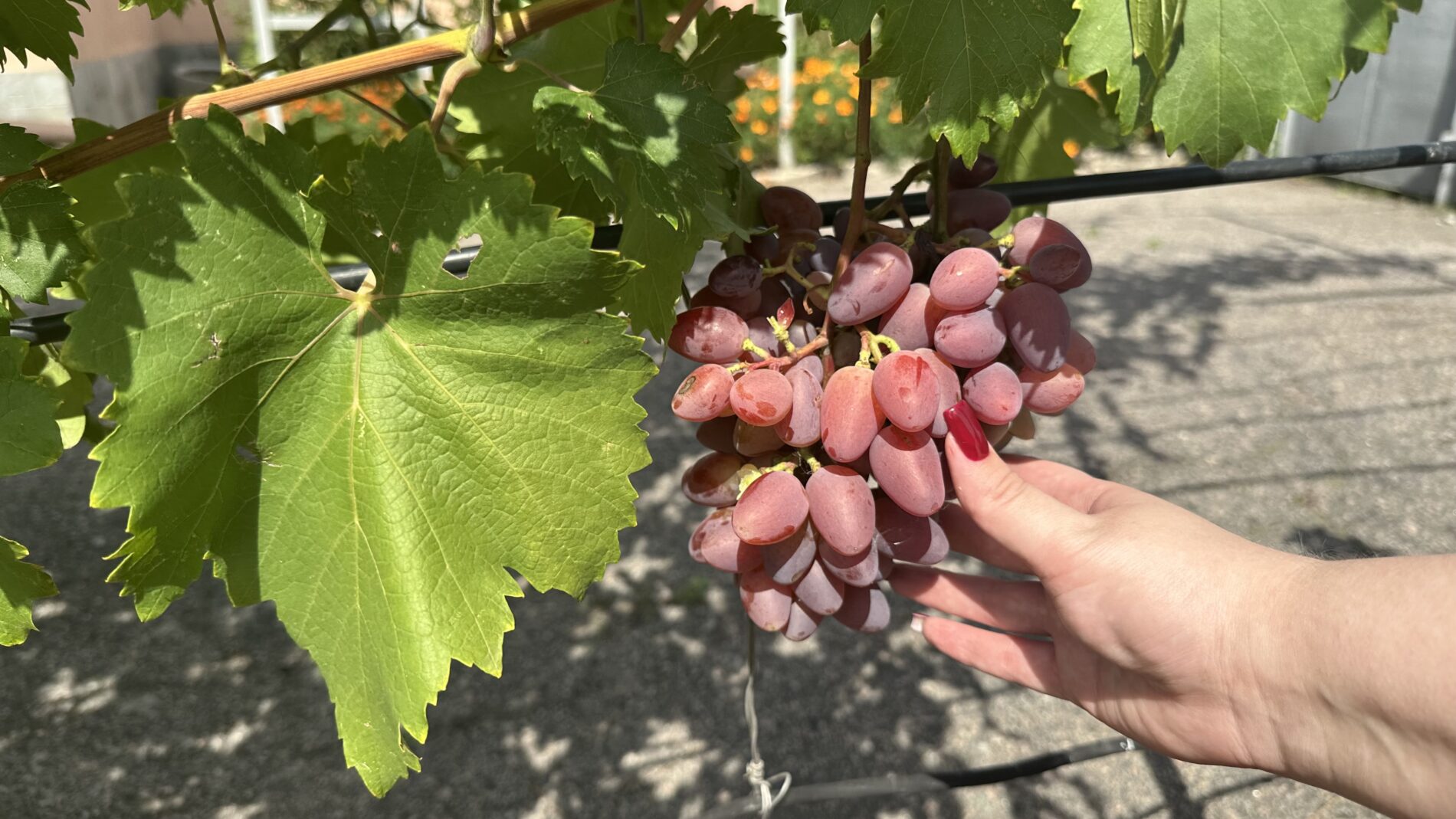 Городники розповіли, як підживити у серпні виноград 