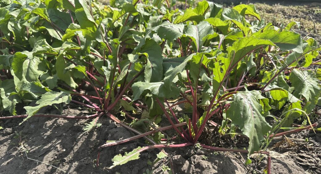 Сусіди “висмикнули” вже всі буряки, а я не чіпаю: дивлюся на ботву, і коли вона подасть 1 сигнал — тоді пора 