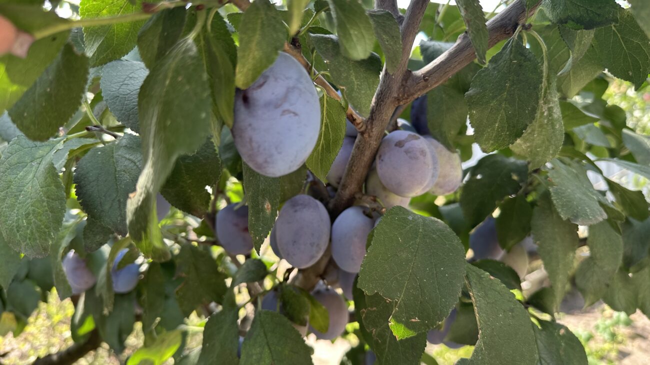 Городники назвали один розчин проти попелиці та мурах на сливі